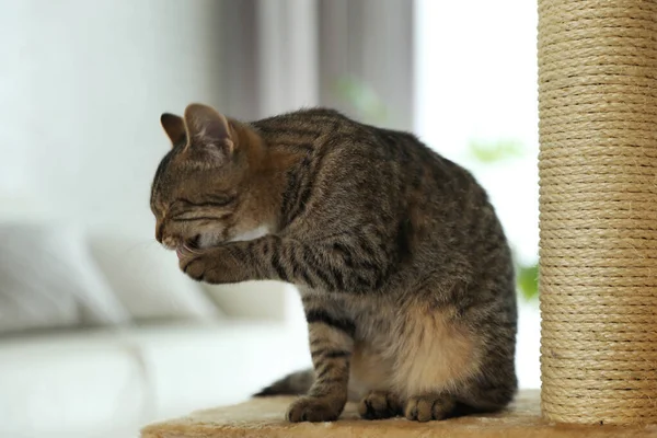 Lindo gato tabby y árbol de mascotas en casa —  Fotos de Stock