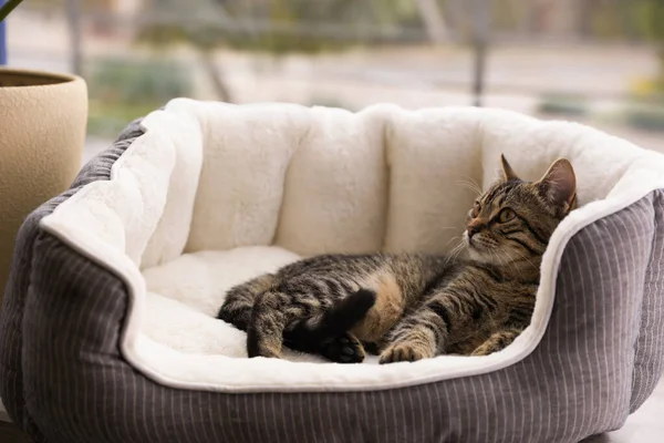 Schattig tabby kat op huisdier bed thuis — Stockfoto