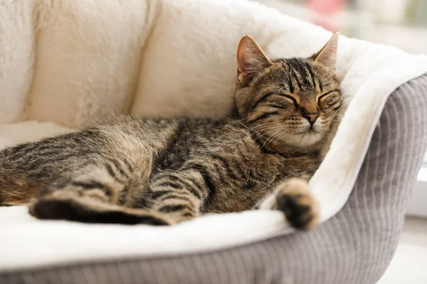 Carino gatto tabby sul letto dell'animale domestico a casa, primo piano — Foto Stock