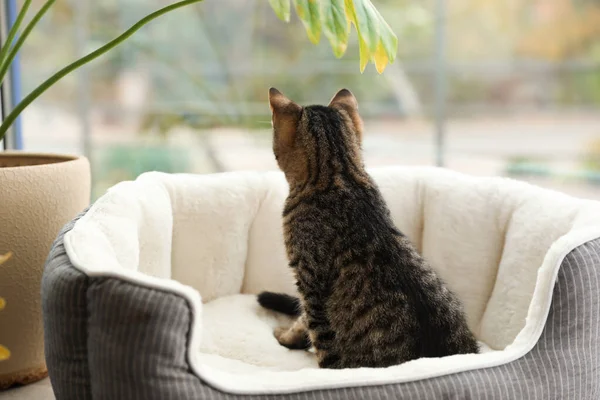 Χαριτωμένο tabby γάτα στο κρεβάτι κατοικίδιων ζώων στο σπίτι — Φωτογραφία Αρχείου