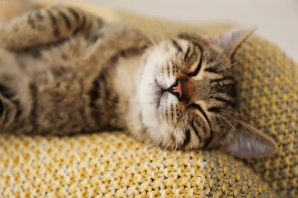 Симпатичный табби-кот лежит на трикотажном одеяле, крупным планом. Любимое животное — стоковое фото