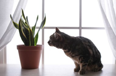 Evdeki pencere pervazında sevimli kedi ve bitkiler
