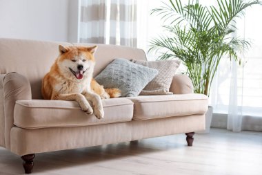 Şirin Akita Inu köpeği kanepede, çiçekli.