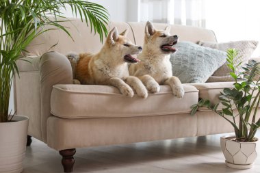 Sevimli Akita Inu köpekler houseplants ile odada kanepede