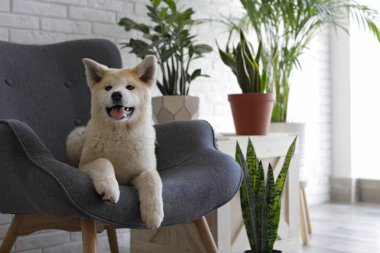Şirin bir Akita Inu köpeği ve ev bitkileri.