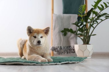 Sevimli Akita Inu köpek houseplants ile odada halı üzerinde. Metin için alan