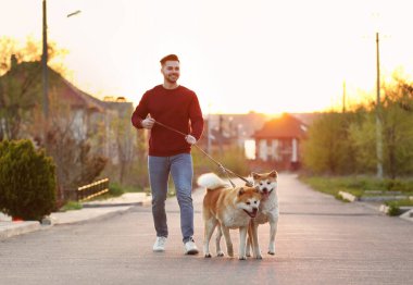 Young man walking his adorable Akita Inu dogs outdoors clipart