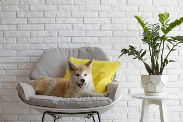 Cão Akita Inu bonito na poltrona no quarto com plantas de sala — Fotografia de Stock