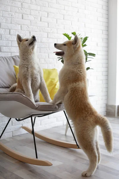 Anjing Akita Inu yang lucu bermain di kursi goyang di kamar dengan tanaman rumah tangga — Stok Foto