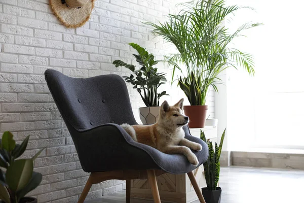 Leuke Akita Inu hond op fauteuil in kamer met kamerplanten — Stockfoto