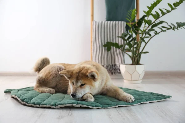Cute Akita Inu psa na dywan w pokoju z doniczkowe — Zdjęcie stockowe