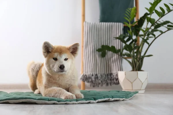 Schattig Akita Inu hond op tapijt in kamer met woon planten. Ruimte voor tekst — Stockfoto