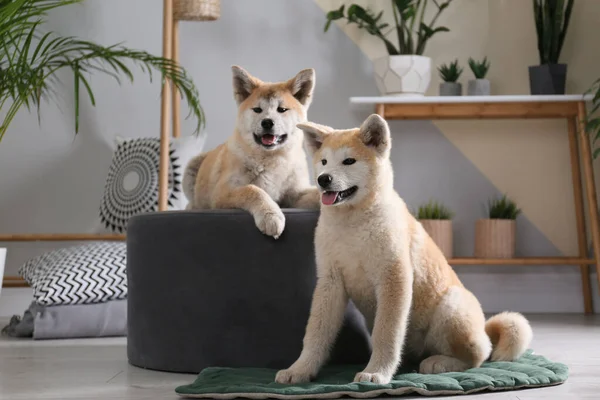 Cães Akita Inu bonitos no quarto com plantas de sala — Fotografia de Stock