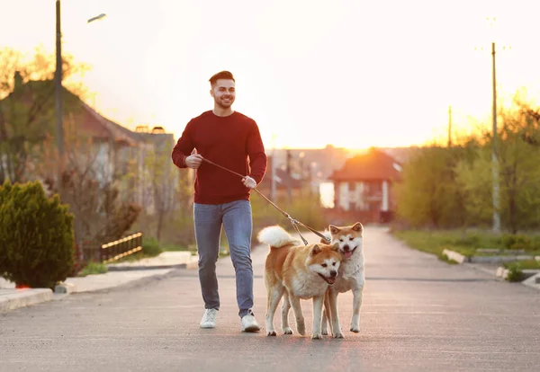 Young man walking his adorable Akita Inu dogs outdoors