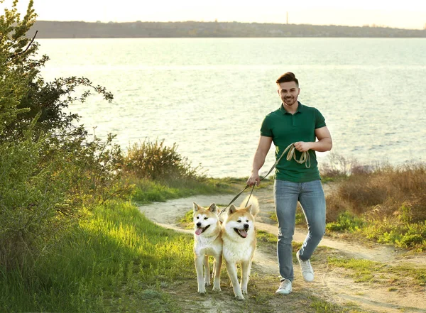 Jeune homme promenant ses adorables chiens Akita Inu près de la rivière — Photo