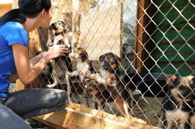 Hayvan barınağında evsiz köpeklerle kafesin yanında bir kadın. Gönüllülük Kavramı