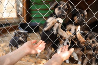Kafesin yanında, evsiz köpeklerle hayvan barınağında, yakın çekimde. Gönüllülük Kavramı