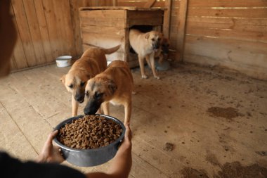Hayvan barınağında evsiz köpekleri besleyen bir kadın. Gönüllü olma kavramı