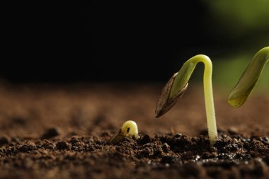 Küçük yeşil fideler toprakta yetişiyor, yakından bakıldığında. Metin için alan