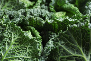 Arka plan olarak taze yeşil savoy lahanaları, yakın plan