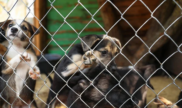 Gaiola com cães sem abrigo no abrigo de animais. Conceito de voluntariado — Fotografia de Stock