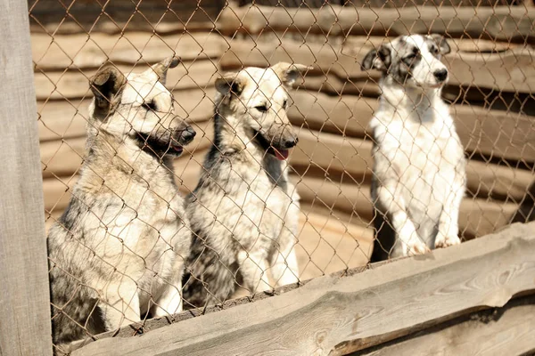 Jaula con perros sin hogar en refugio de animales. Concepto de voluntariado — Foto de Stock