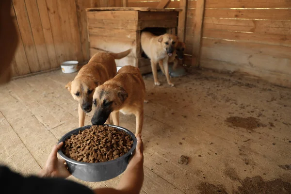 Donna che nutre cani senzatetto in un rifugio per animali. Concetto di volontariato — Foto Stock