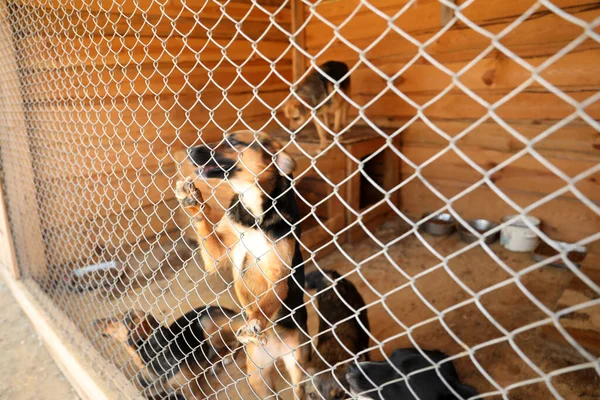 Gaiola com cães sem abrigo no abrigo de animais. Conceito de voluntariado — Fotografia de Stock