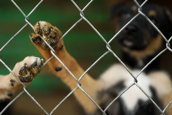 Jaula con perros sin hogar en refugio de animales. Concepto de voluntariado — Foto de Stock