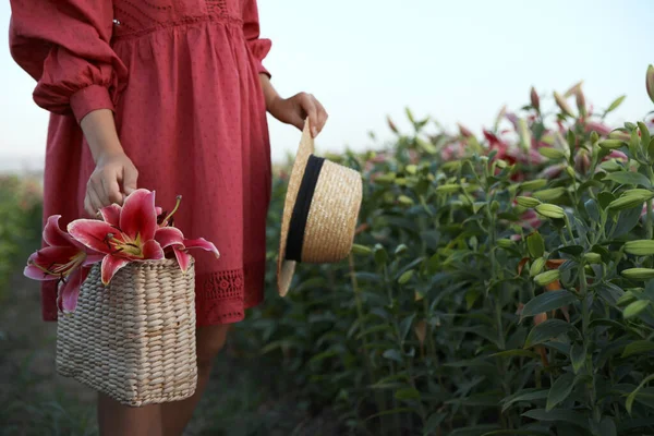 Wanita muda di ladang bunga bakung yang indah, tutup rapat. Ruang untuk teks — Stok Foto
