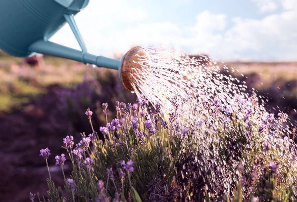 Watering blooming lavender flowers in field. Gardening tools — Stock Photo, Image