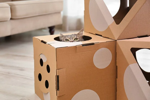 Симпатичная и милая кошка внутри картонного домика в комнате. Любимое животное — стоковое фото