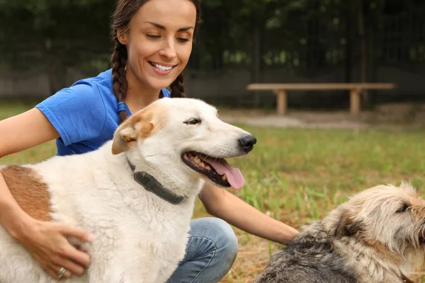 屋外の動物保護施設でホームレスの犬と女性ボランティア — ストック写真