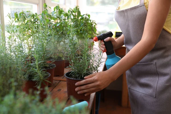 Young woman sprinkling home plants at wooden table indoors, closeup — Stock Photo, Image