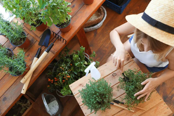 Young woman taking care of home plants at wooden table in shop, above view — Stock Photo, Image