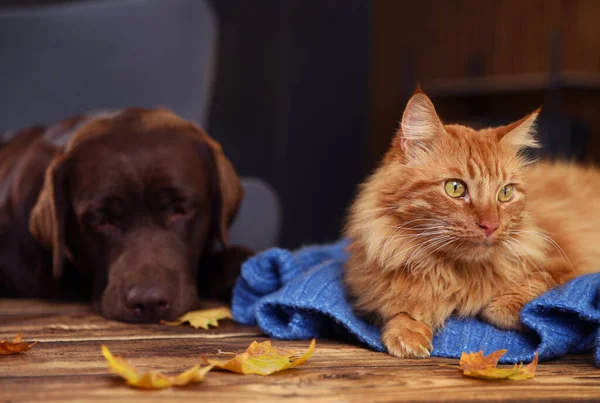 Lindo gato y perro en la mesa de madera en casa. Invierno cálido y acogedor — Foto de Stock