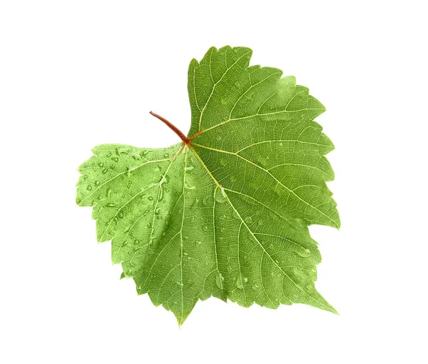 Fresh green grape leaf on white background — Stock Photo, Image