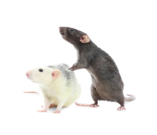 Niedliche Ratten auf weißem Hintergrund. Kleines Nagetier — Stockfoto