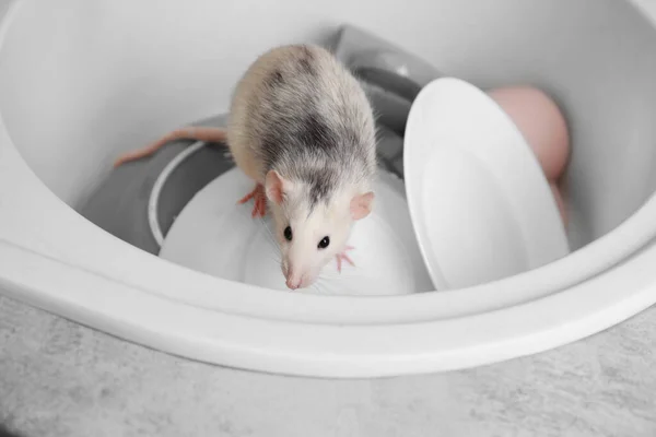 Rat dans l'évier avec vaisselle à la cuisine. Peste domestique — Photo