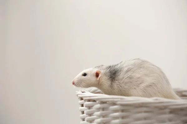 Mignon petit rat dans le panier sur fond clair — Photo