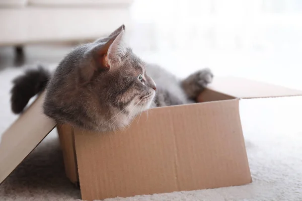 Cute szary kot tabby w pudełku tekturowym na podłodze w domu — Zdjęcie stockowe