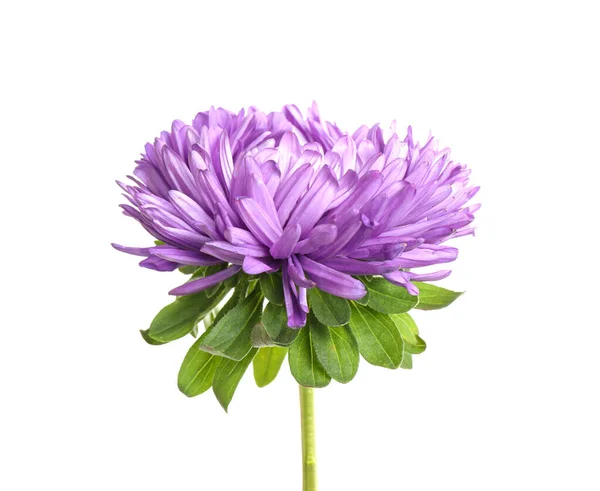 Beyaz arkaplanda güzel menekşe rengi paskalya çiçeği — Stok fotoğraf
