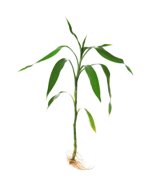 Молодой зеленый бамбук на белом фоне — стоковое фото
