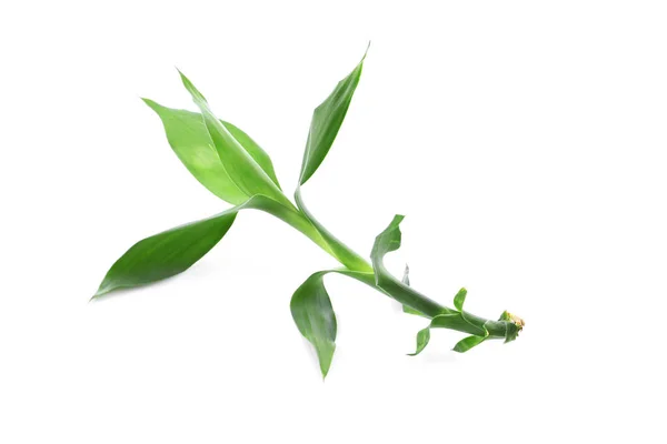 Belle foglie di bambù verde su sfondo bianco — Foto Stock
