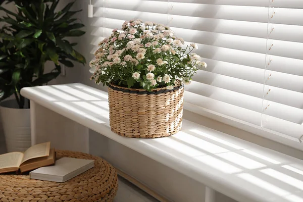Beautiful chrysanthemum flowers on window sill indoors. Stylish interior element — Stock Fotó