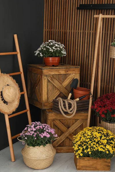 Hermosas flores de crisantemo fresco y herramientas de jardinería en interiores —  Fotos de Stock