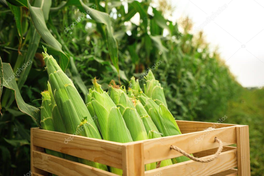 Wooden crate with fresh ripe corn on field