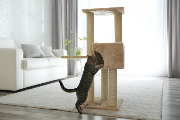 Χαριτωμένο tabby γάτα και το κατοικίδιο ζώο δέντρο στο σπίτι — Φωτογραφία Αρχείου