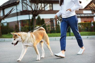 Young woman walking her adorable Akita Inu dog outdoors clipart