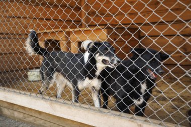 Hayvan barınağında evsiz köpeklerle kafes. Gönüllülük Kavramı